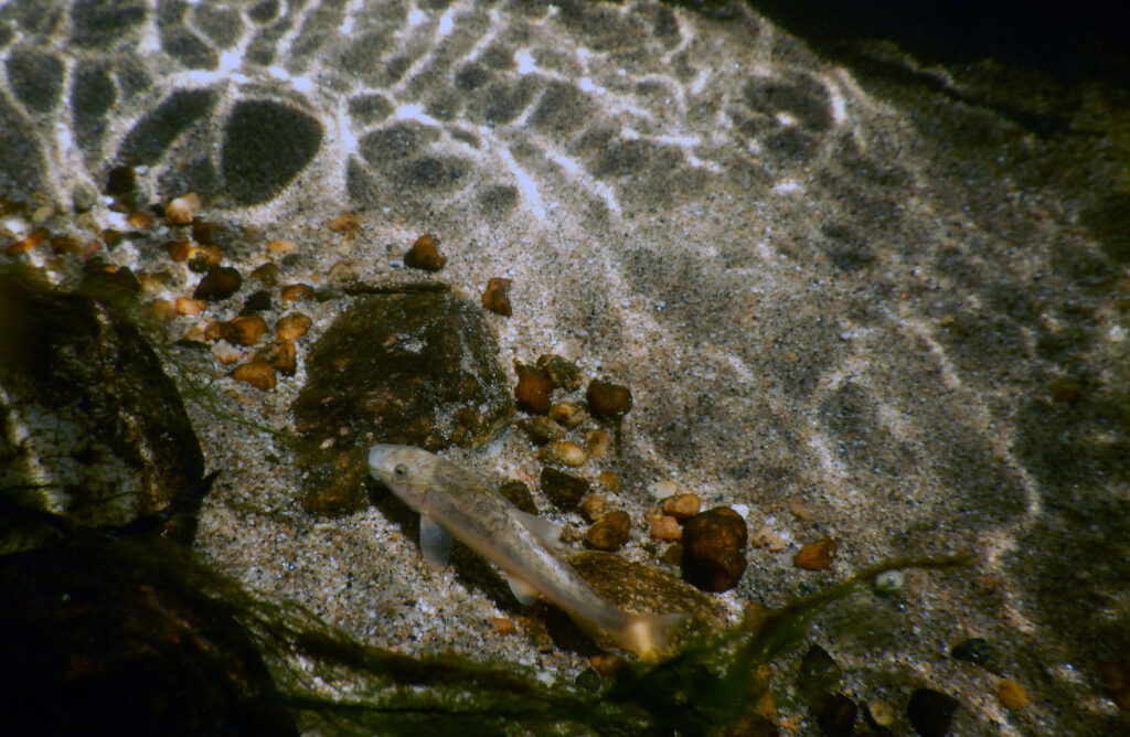 Santa Ana sucker in Santa Ana River - Public Domain by USFWS